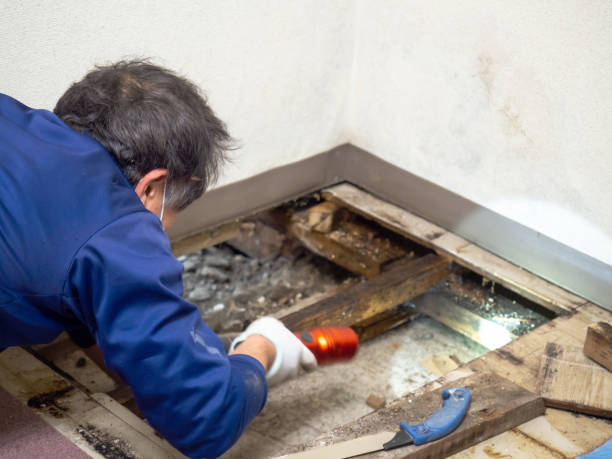 Best Local Mold Removal Service  in Wheaton, MN