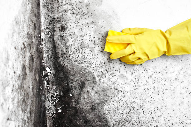 Certified Mold Removal in Wheaton, MN