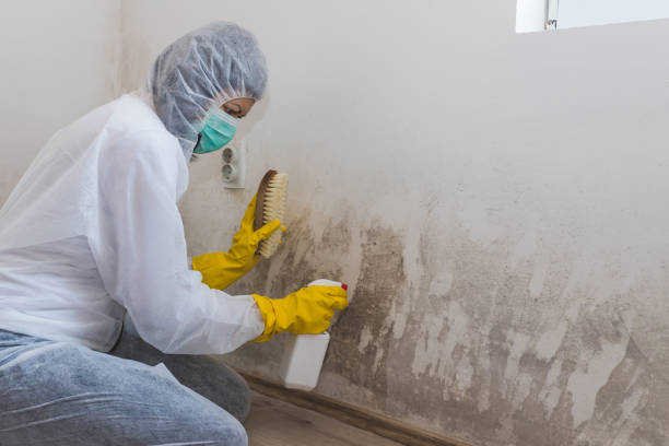 Best Mold Testing  in Wheaton, MN