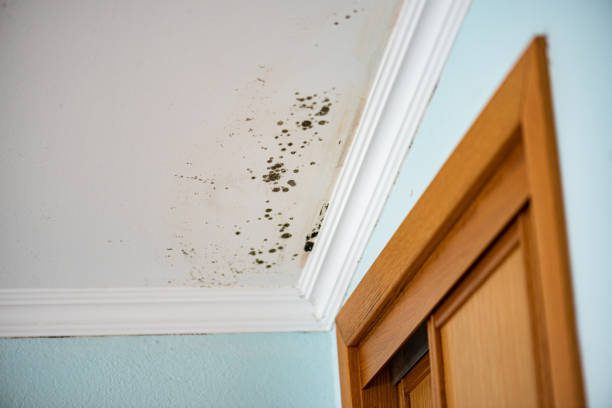 Best Commercial Mold Removal  in Wheaton, MN