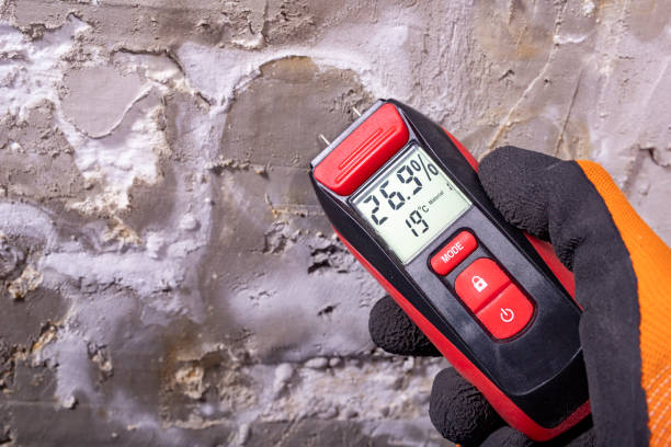 Best Toxic Mold Removal  in Wheaton, MN