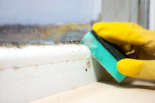 Trusted Wheaton, MN Mold Removal Experts