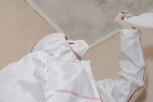 Mold Removal and Inspection in Wheaton, MN