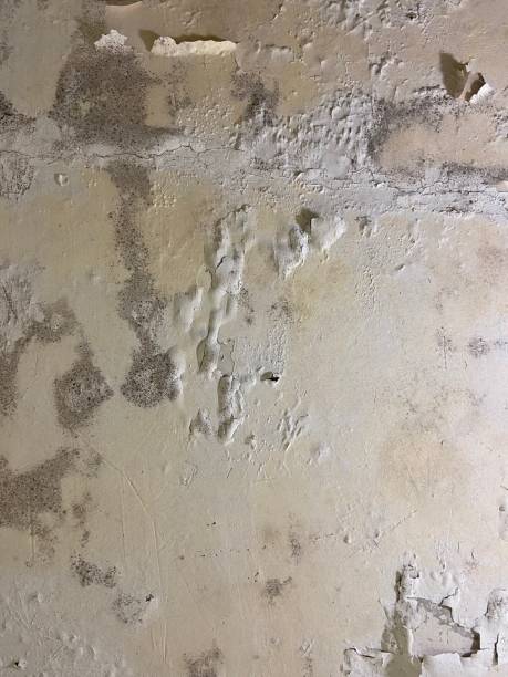 Best Certified Mold Removal  in Wheaton, MN