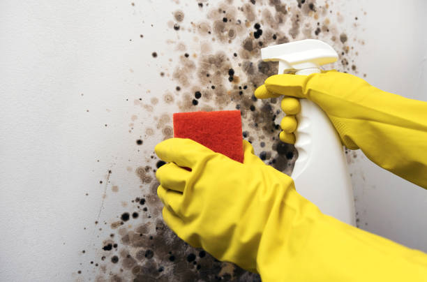 Best Residential Mold Removal  in Wheaton, MN