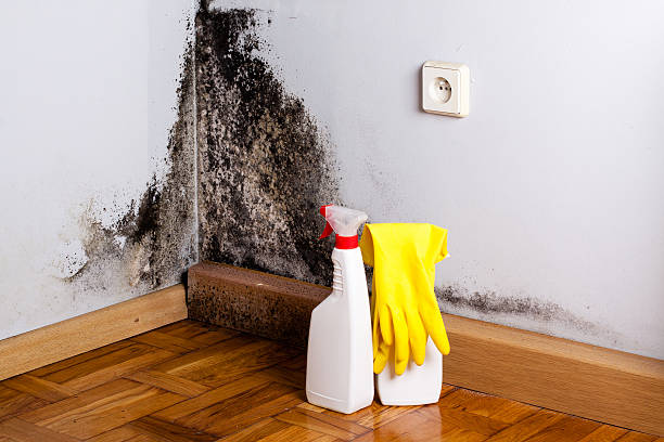 Best Emergency Mold Removal  in Wheaton, MN
