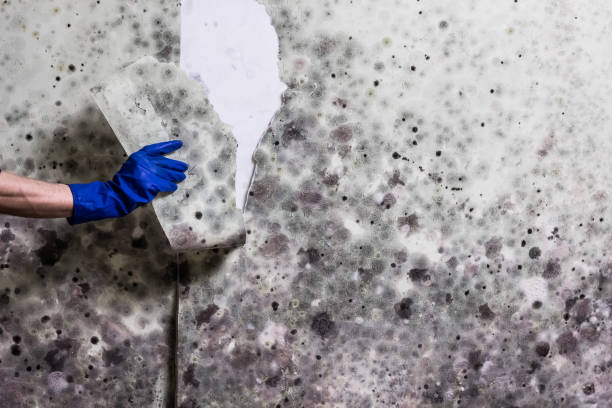 Best Fast Mold Removal  in Wheaton, MN